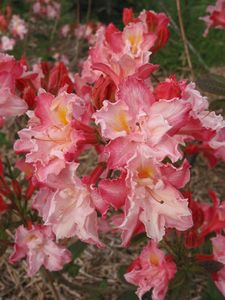 Blue Mountain Double Azalea